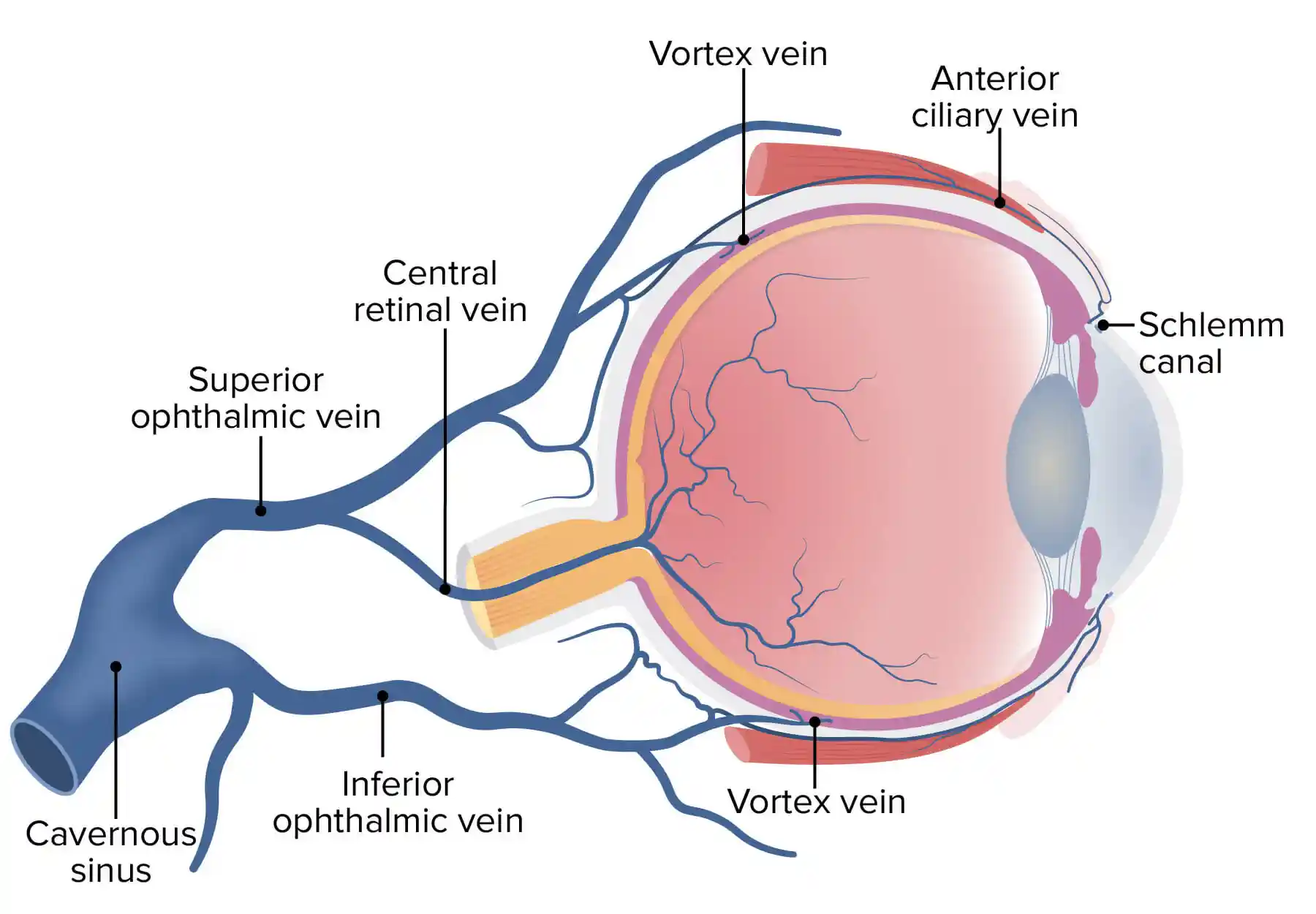 Ophthalmology: Understanding and Treating Medical Conditions of the Human Eye
